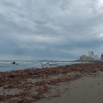 Dejan lluvias toneladas de palizada en playas de Boca del Río