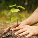 Iniciarán reforestación en parques y camellones en Veracruz