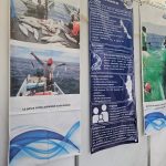 Impulsan pescadores acciones para recuperar especies marinas en el Golfo de México